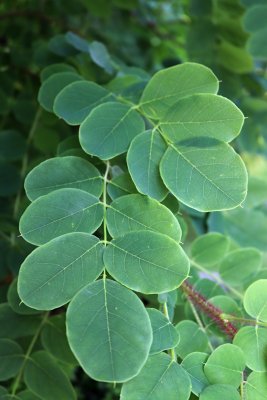 Robinia hispida 'Macrophylla' - trnovník akát - listy